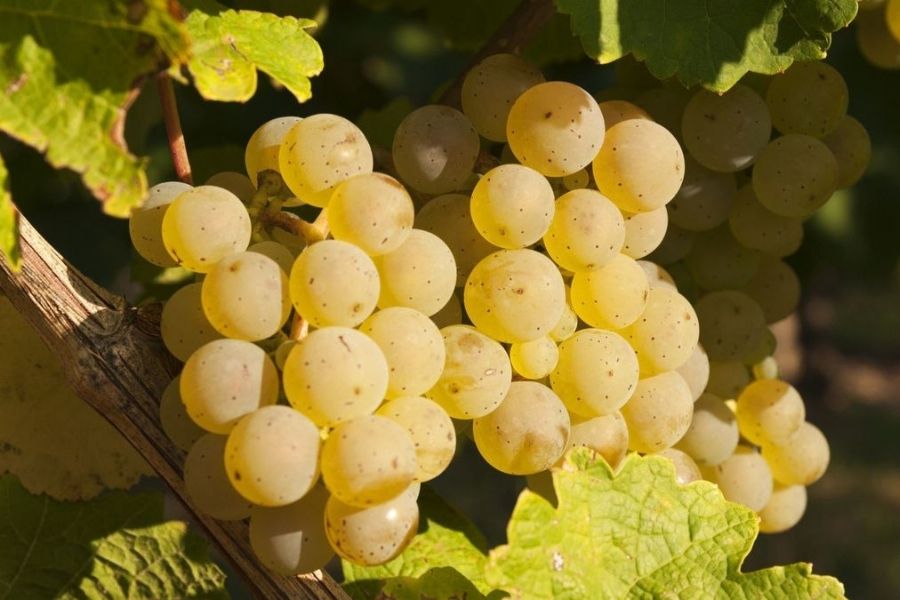 Giống nho Semillon thường được kết hợp cùng nhiều loại khác để tạo ra những chai vang trắng thơm ngon