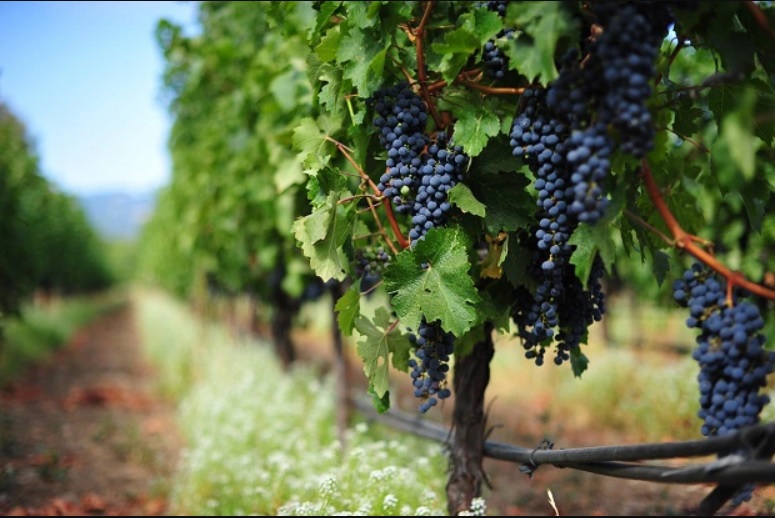 Rượu vang Chile ra đời vào thế kỷ 16